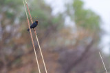 Chestnut-capped Blackbird (Chrysomus ruficapillus)