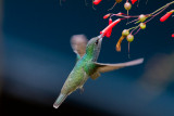 Glittering-throated Emerald (Chionomesa fimbriata)