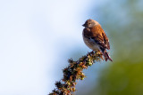 Common Linnet (Carduelis cannabina)
