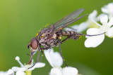 Bean Seed Fly (Delia platura)