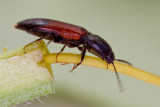 Click Beetle (Ampedus balteatus)