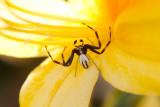 Goldenrod Crab spider (Misumena vatia)