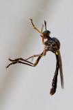 Stripe-legged Robber Fly (Dioctria hyalipennis)
