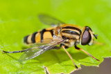 Hoverfly sp. (Helophilus affinis)