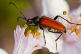Red Longhorn Beetle (Stictoleptura rubra)