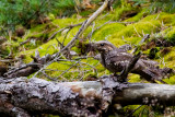 European Nightjar (Caprimulgus europaeus)