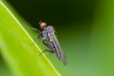 Dance Fly (Hybos culiciformis)