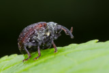 Cionus scrophulariae/tuberculosus