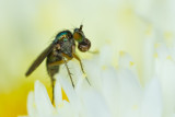 Long-legged Fly sp. (Dolichopodidae sp.)