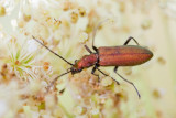 False Blister Beetle (Chrysanthia viridissima)