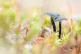 Omphalina chorocyanea - Blauwgroen Trechtertje - Verdigris Navel