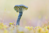 Omphalina chorocyanea - Blauwgroen Trechtertje - Verdigris Navel