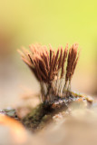 Stemonitis axifera - Roodbruin Netpluimpje 