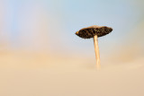 Psathyrella ammophila - Duinfranjehoed - Dune Brittlestem