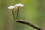 Marasmius rotula - Wieltje - Collared Parachute