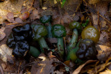 Leotia lubrica - Groene Glibberzwam - Jellybaby