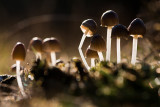 Mycena epipterygia - Graskleefsteelmycena - Yellowleg Bonnet