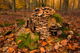 Hypholoma fasciculare - Gewone Zwavelkop - Sulphur Tuft