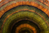 Trametes versicolor - Elfenbankje - Turkey Tail