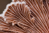 Schizophyllum commune - Waaiertje - Splitgill