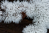 Ceratiomyxa fructiculosa - IJsvingertje - Coral Slime
