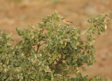 Izabeltapuit - Oenanthe isabellina - Isabelline Wheatear