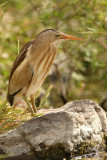 Woudaap - Ixobrychus minutus - Little Bittern