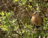 Woudaap - Ixobrychus minutus - Little Bittern