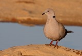 Turkse Tortel - Streptopelia decaocto Collared - Turtle Dove