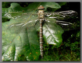 Common Hawker  male teneral