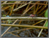 Bluetailed damselfly female c type rufescens.