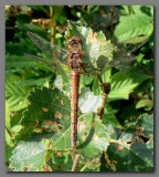  Common darter  mature female