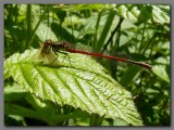  Large red damselfly having lunch 