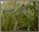 Emerald damselfly [ female]