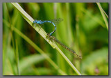 Common blue damselflies in tandem 