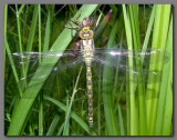 Southern hawker  teneral male 8  flashlit