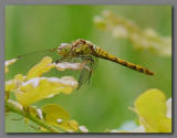 Common darter  female