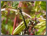  Southern hawker female on Himalayan balsam