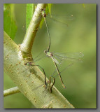 Willow emeralds collective ovipositing