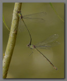 Willow emeralds in tandem