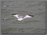 Sabines gull in flight