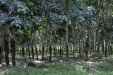 Hevea rubber trees / Hevea arbres   caoutchouc