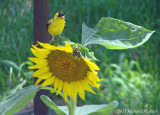 DSC04155.jpg