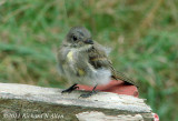 American Goldfinch fledgling 