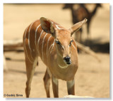 San Diego Zoo