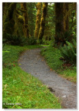 Hoh Rainforest