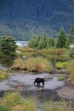 Black bear, Mendenhal Glacier. Too bad her cubs werent in the photo.