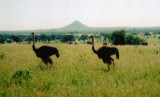 Julie in East Africa wildlife