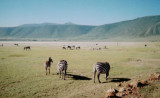 Julie in East Africa wildlife