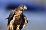 Hawk Watch, Ramona, Ca